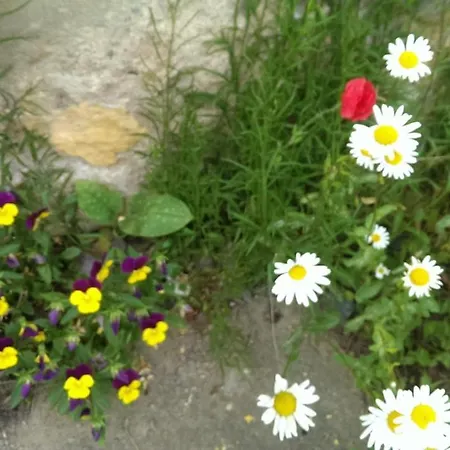 Ein Platz Fuer Ruhe Und Naturgenuss * Sebnitz